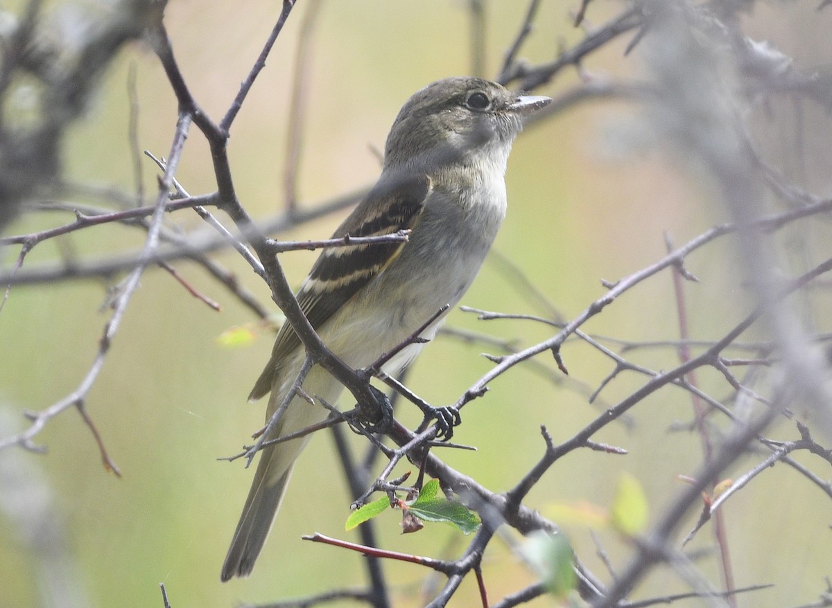 Alder Flycatcher - ML623895910