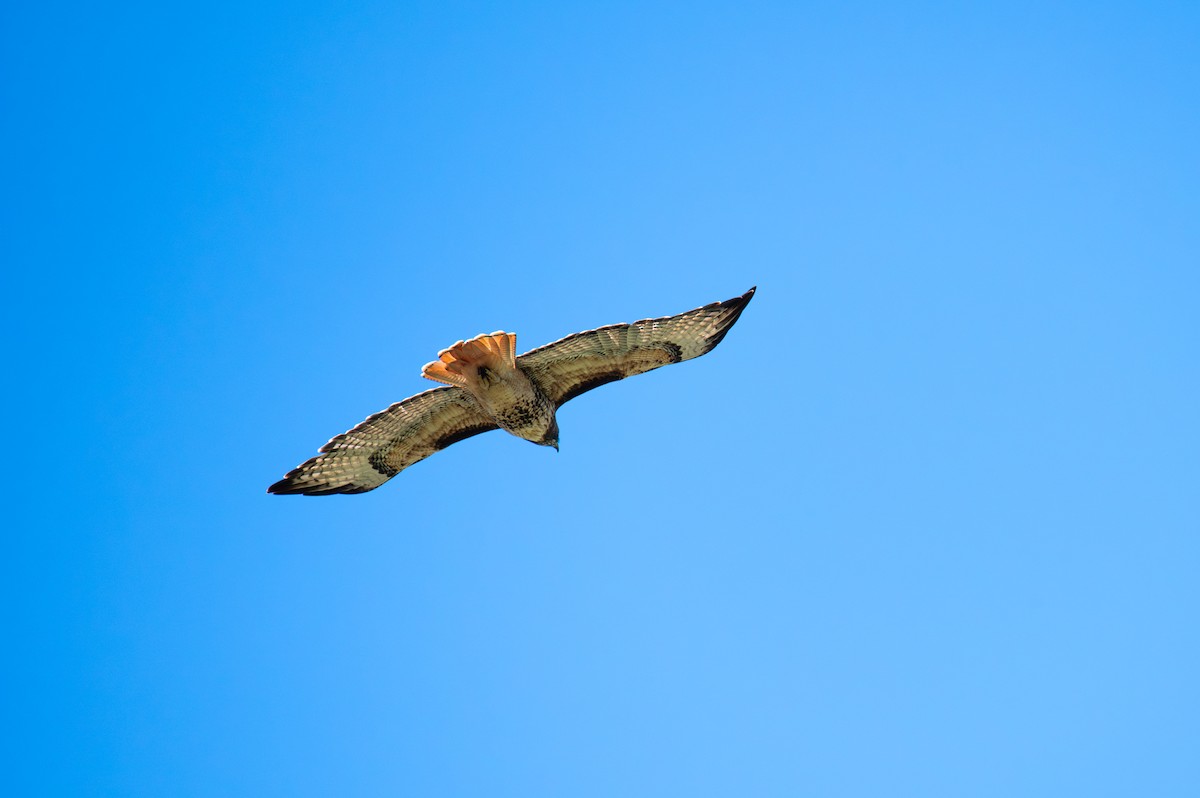 Red-tailed Hawk - Lyle Grisedale