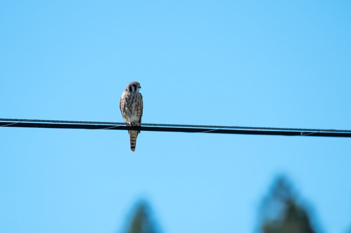 American Kestrel - ML623895935