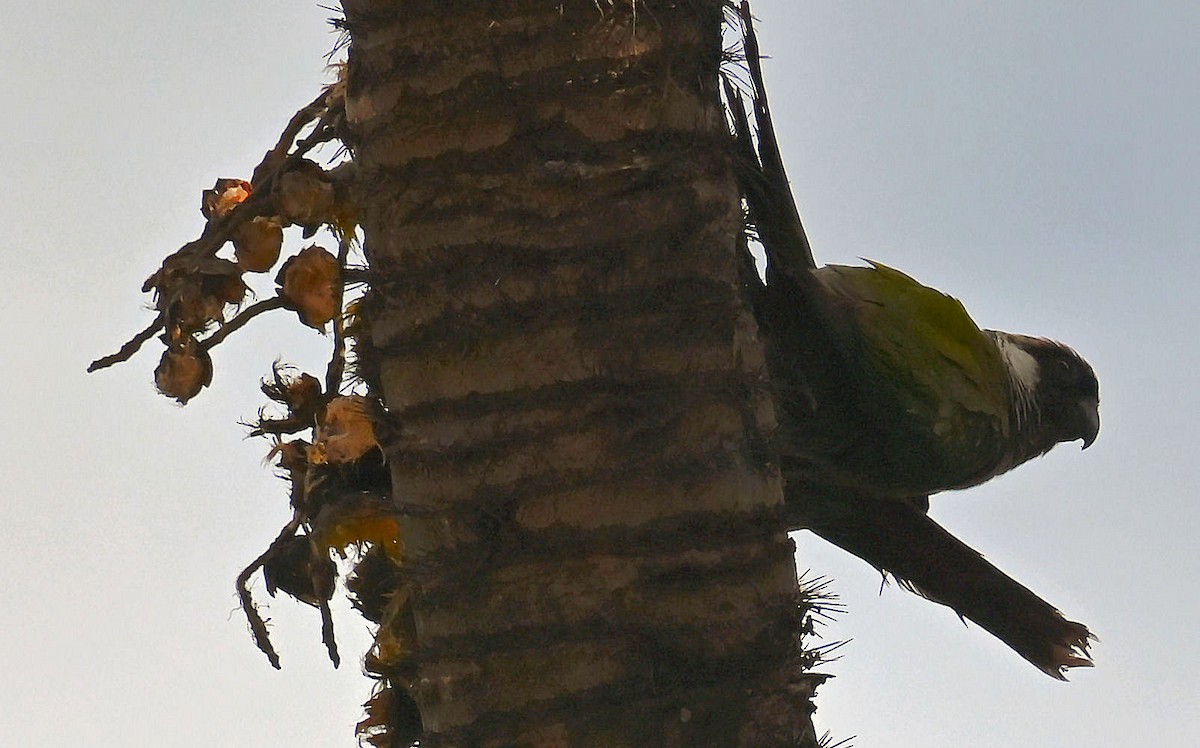 Gray-breasted Parakeet - ML623895939