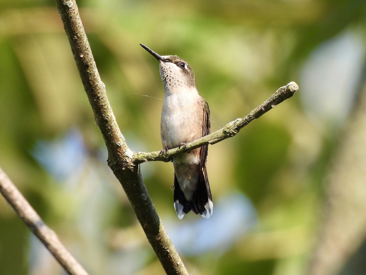 Ruby-throated Hummingbird - ML623895951