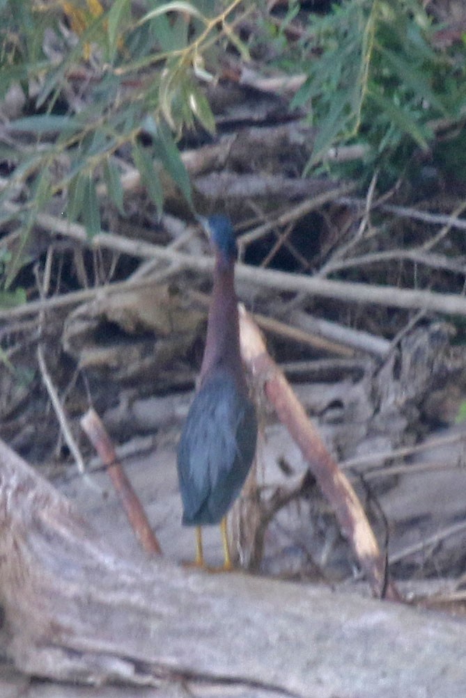 Koartzatxo berdea - ML623895957