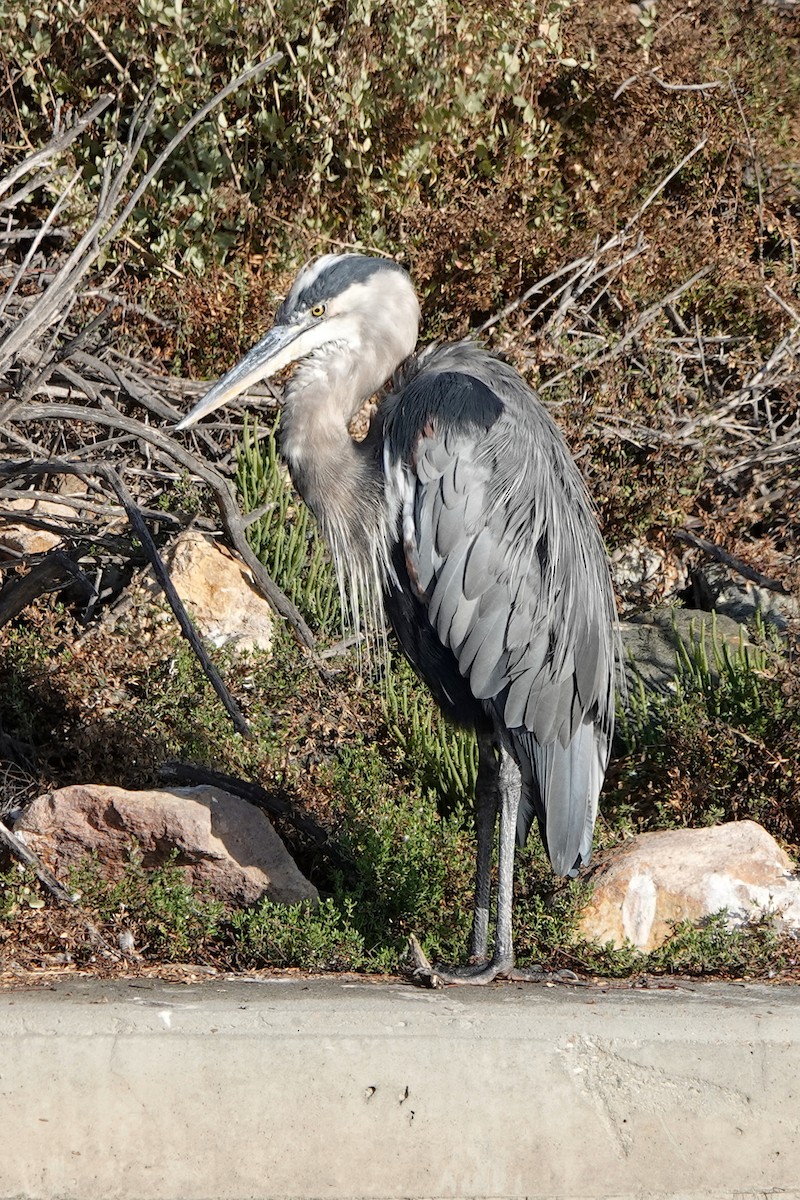 Great Blue Heron - ML623895960