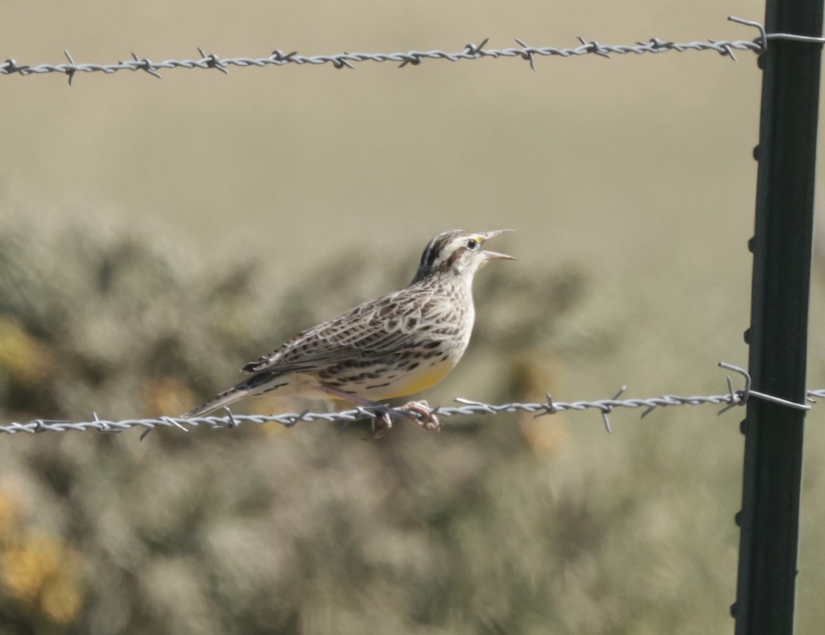 Western Meadowlark - Ken Oeser