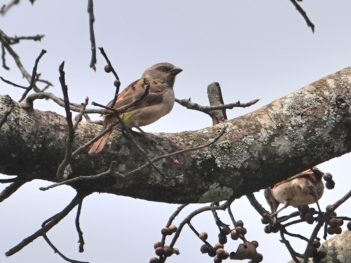 Kenya Rufous Sparrow - ML623896011