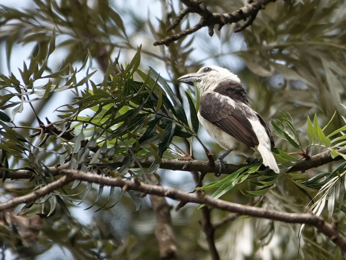 White-headed Barbet - ML623896020