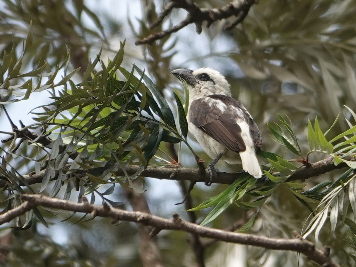 White-headed Barbet - ML623896021