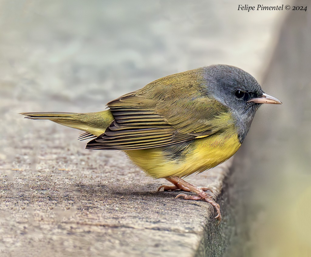 Mourning Warbler - ML623896033