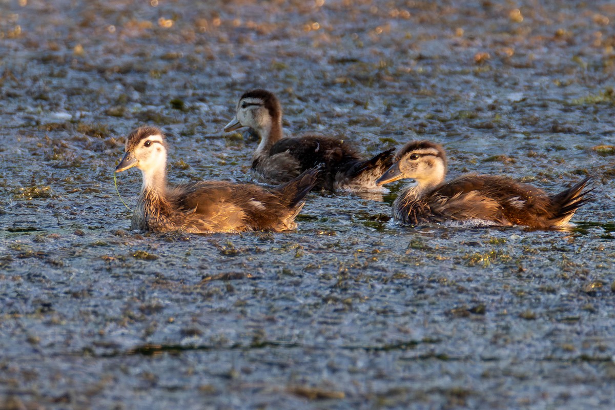 Wood Duck - ML623896070