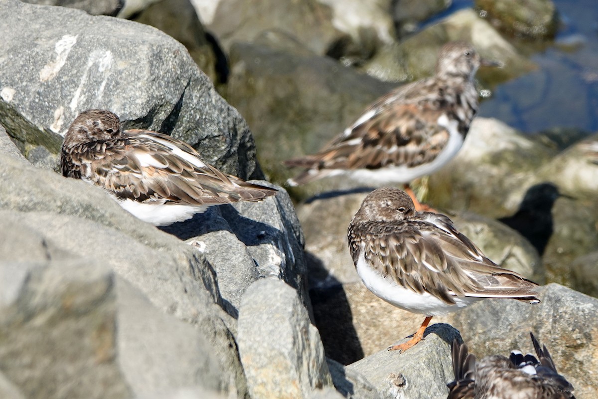 Ruddy Turnstone - ML623896074