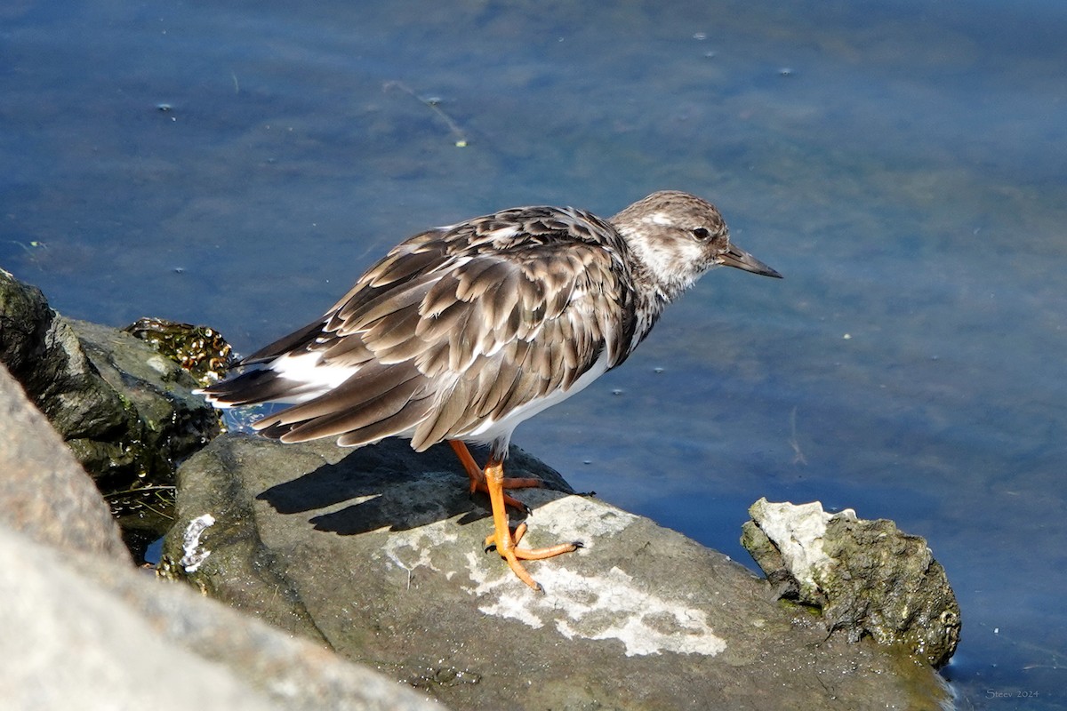 Ruddy Turnstone - ML623896115