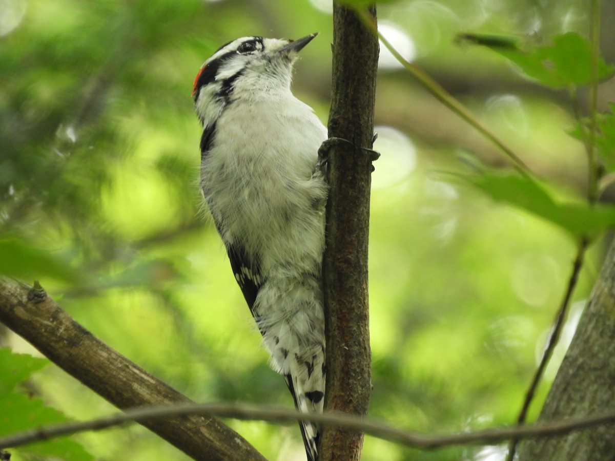 Downy Woodpecker - ML623896116