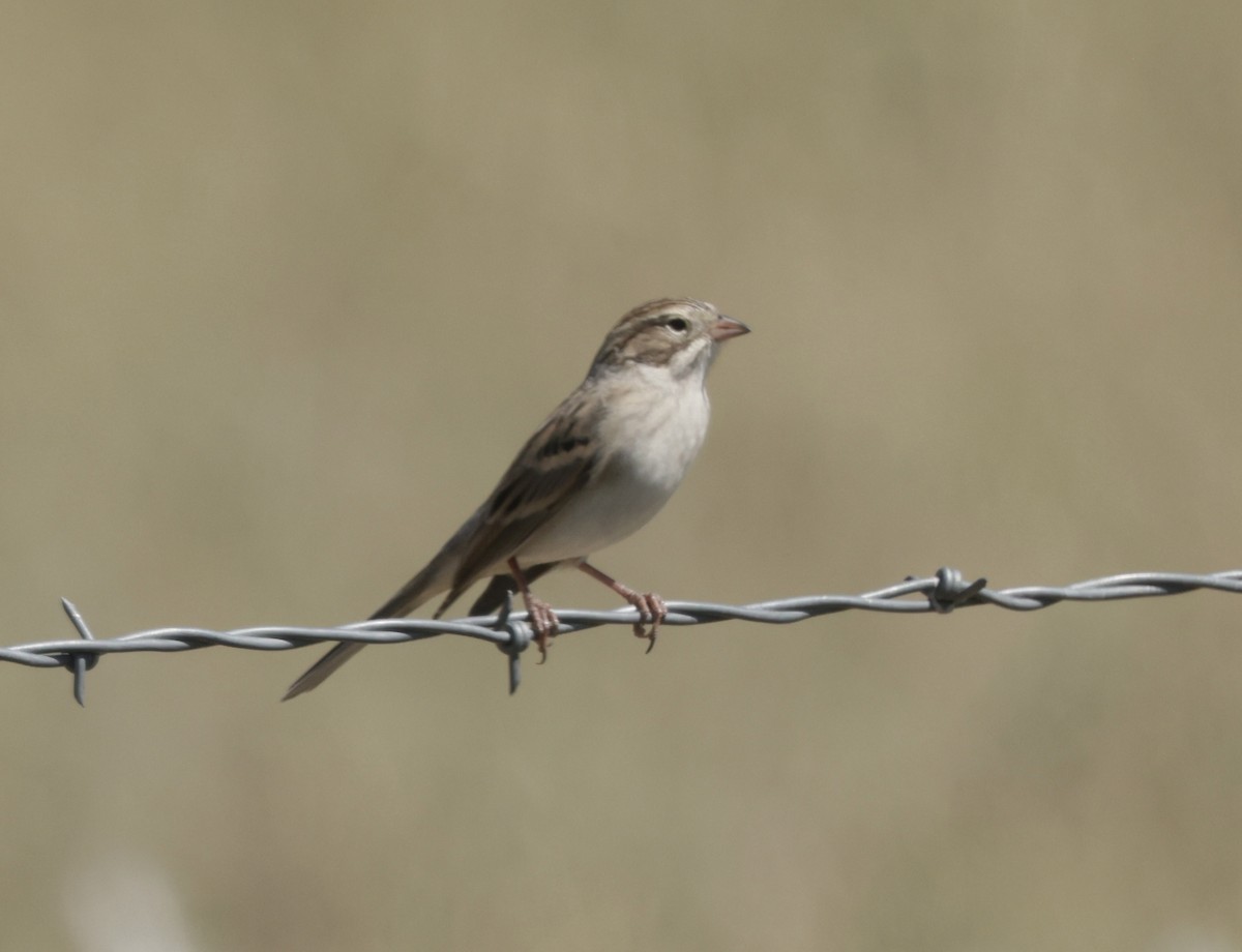 Brewer's Sparrow - ML623896118