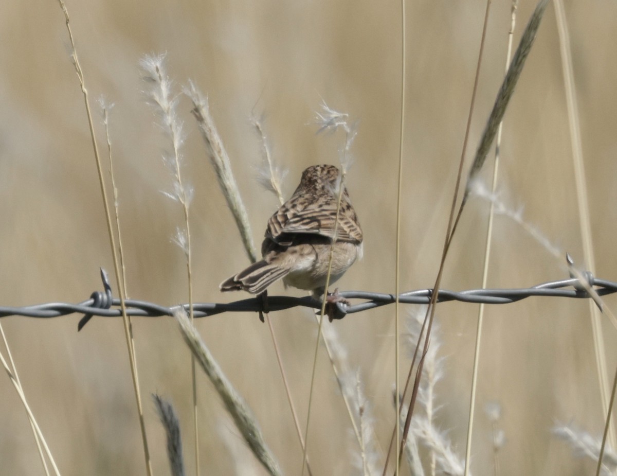 Brewer's Sparrow - ML623896121