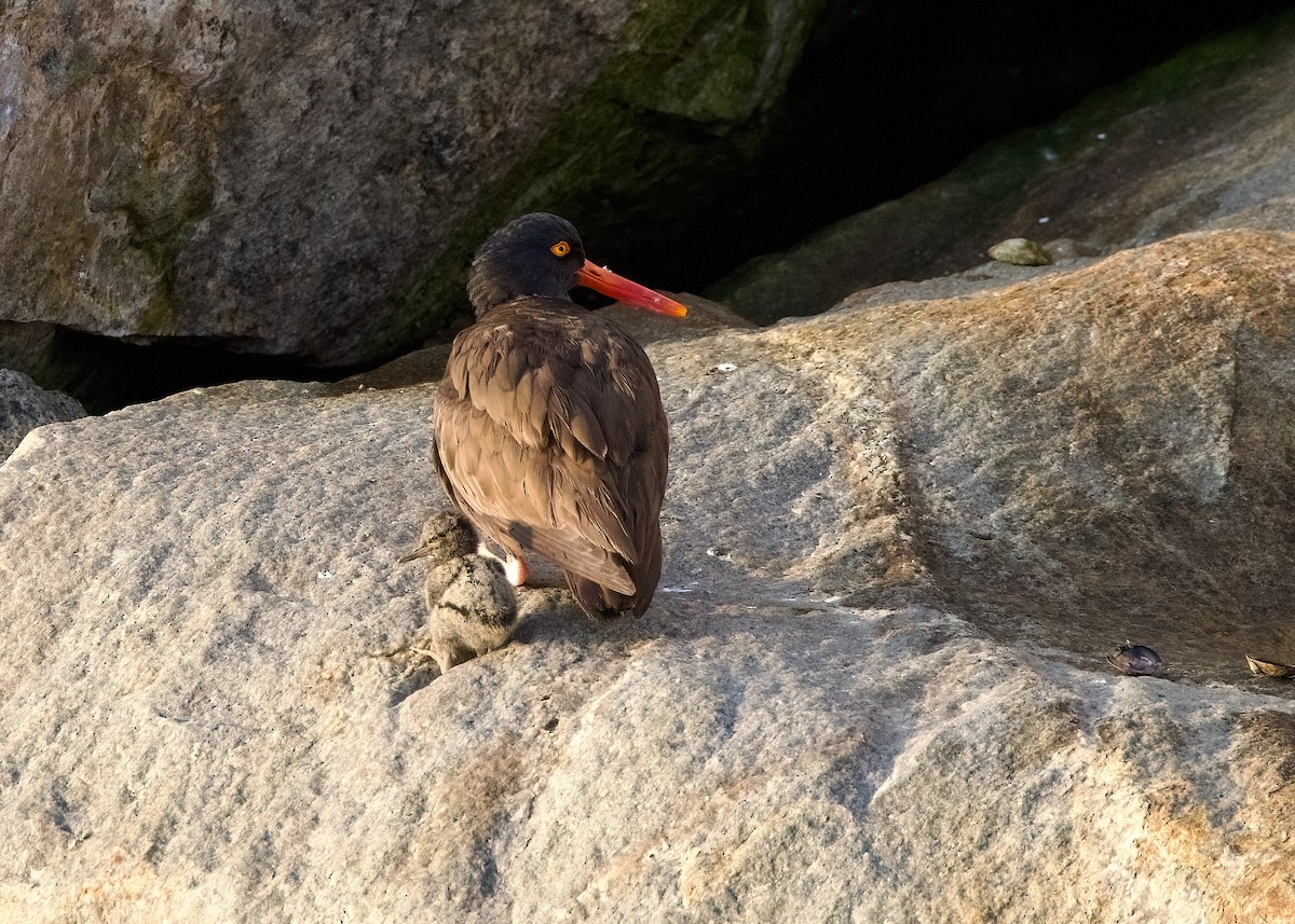 Black Oystercatcher - Rachel Lawrence