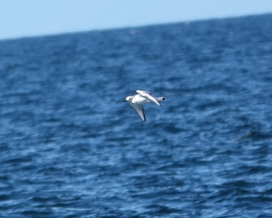 Bonaparte's Gull - ML623896173