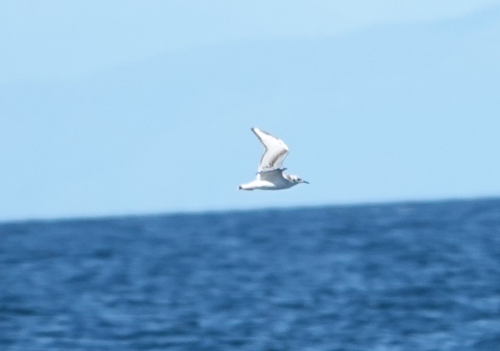 Bonaparte's Gull - ML623896174