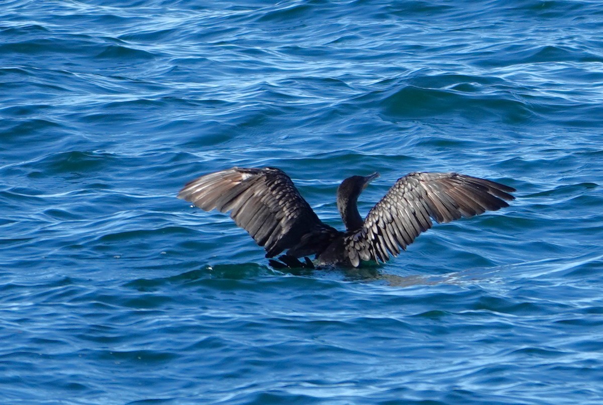 Double-crested Cormorant - ML623896183