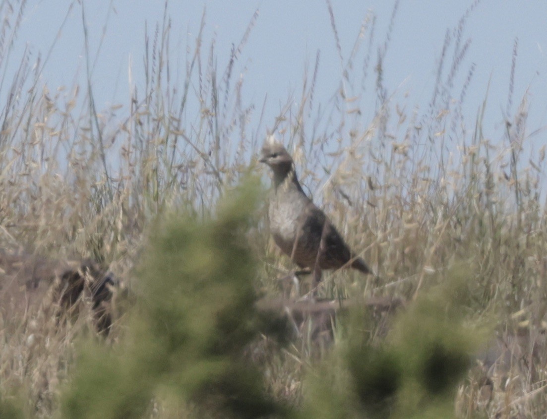 Scaled Quail - ML623896204