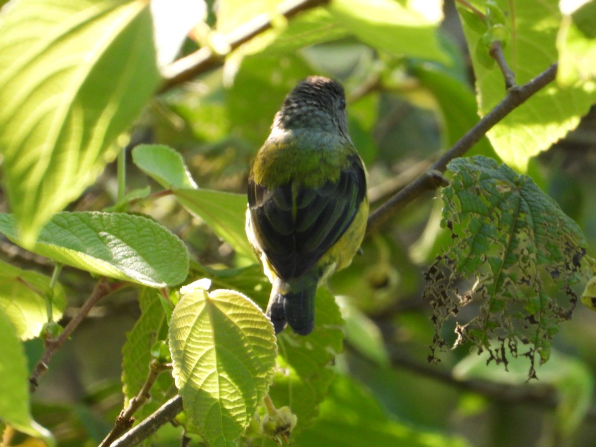 Black-headed Tanager - ML623896209