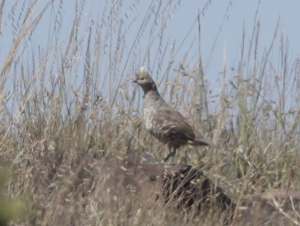 Scaled Quail - ML623896210