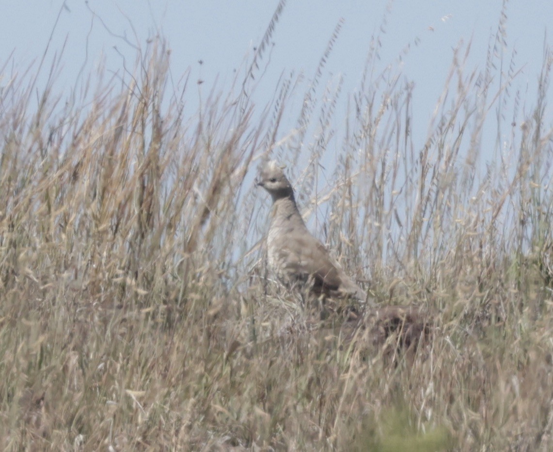 Scaled Quail - ML623896212