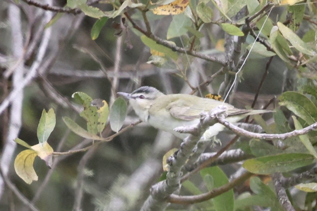Red-eyed Vireo - ML623896221