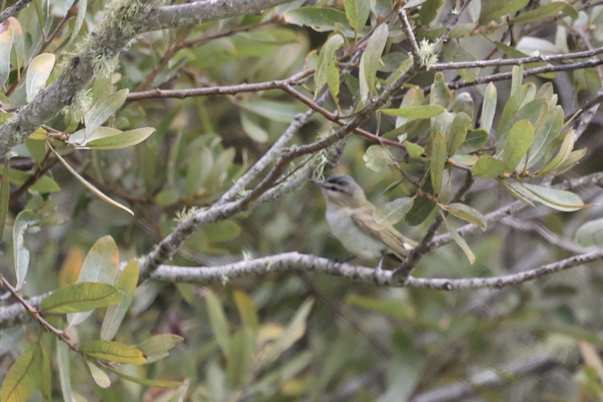 Red-eyed Vireo - ML623896222