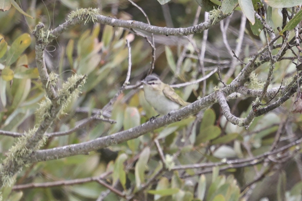 Red-eyed Vireo - ML623896223