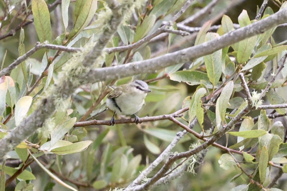 Red-eyed Vireo - ML623896224