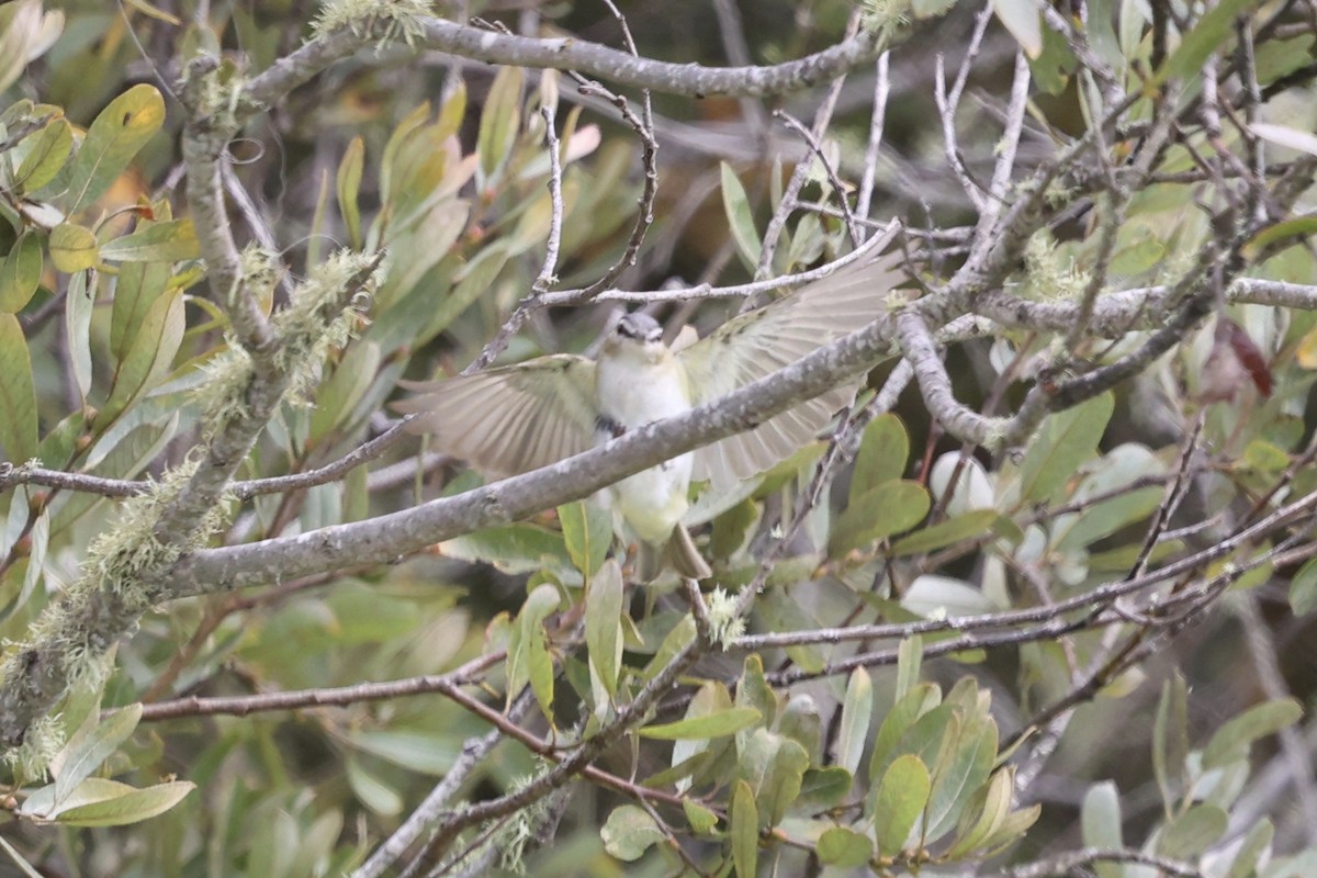 Red-eyed Vireo - ML623896225