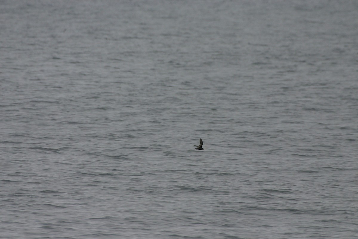 Least Storm-Petrel - ML623896250