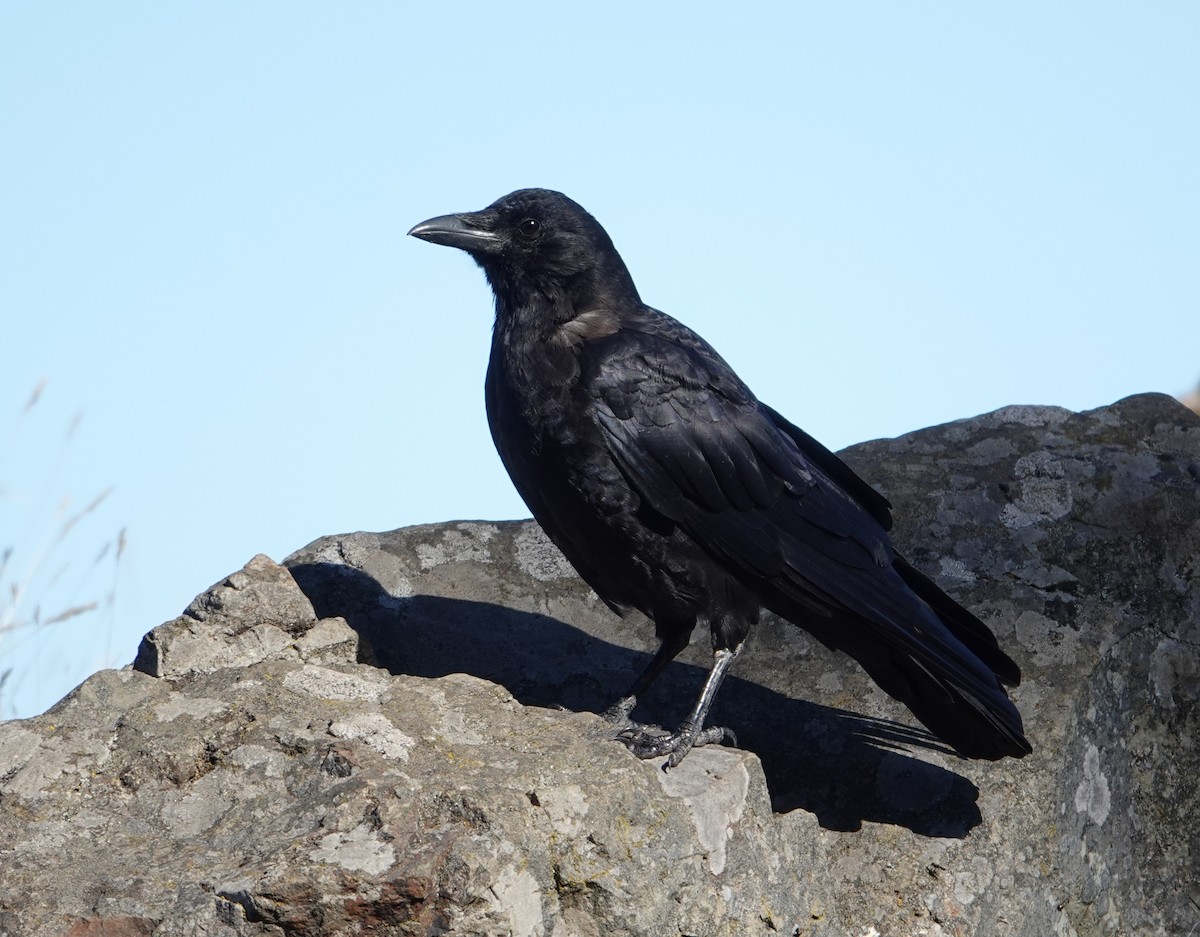 American Crow - ML623896270