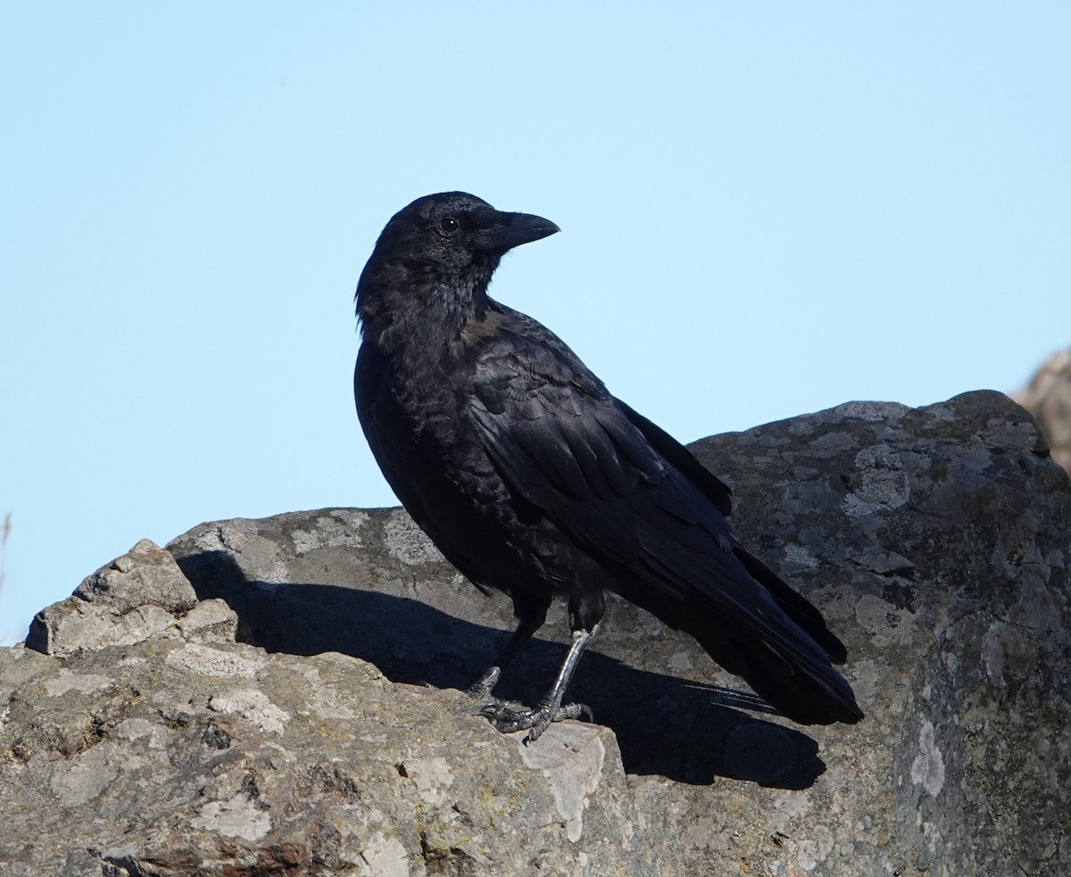 American Crow - ML623896272