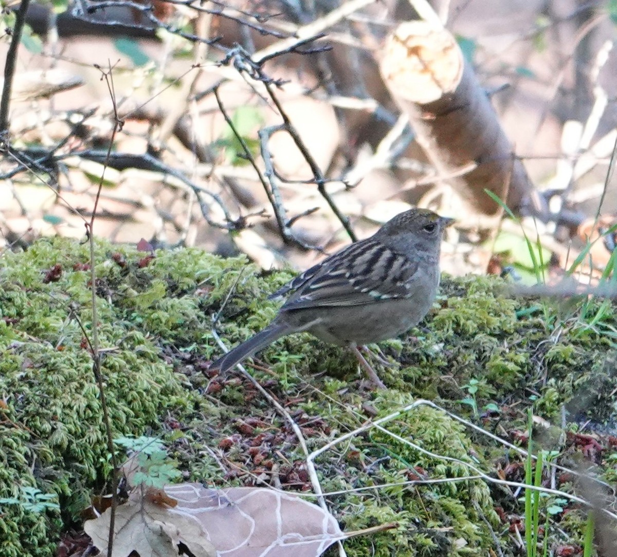 Golden-crowned Sparrow - ML623896305