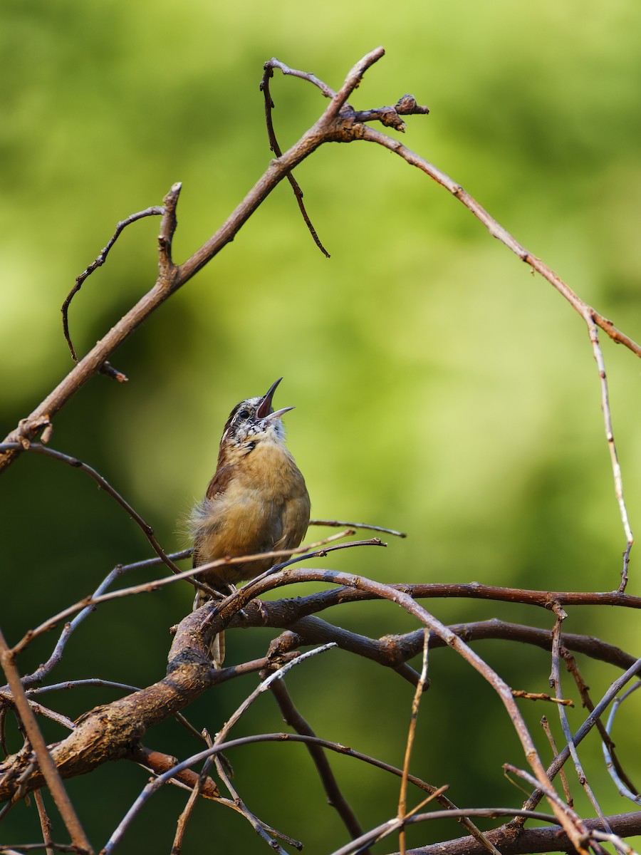 Carolina Wren - ML623896306