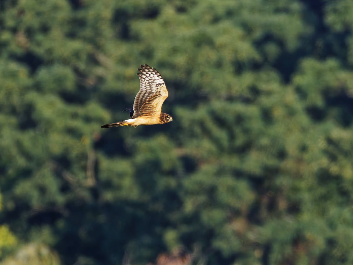 Northern Harrier - Ruogu Li