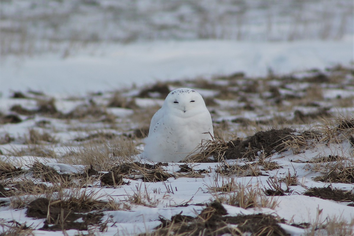 Snowy Owl - ML623896327