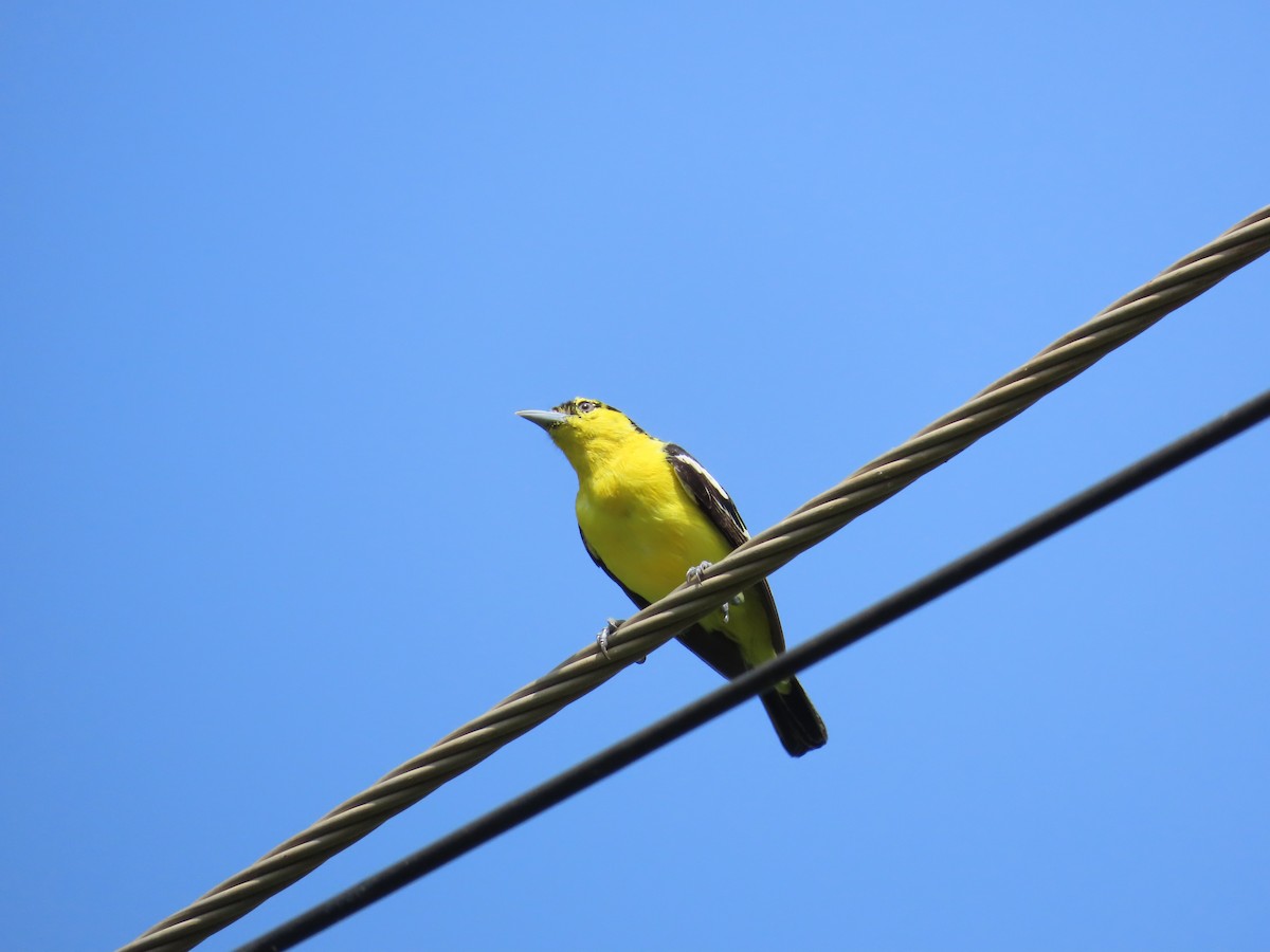 Common Iora - ML623896358