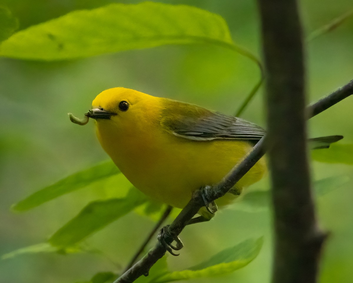 Prothonotary Warbler - ML623896359