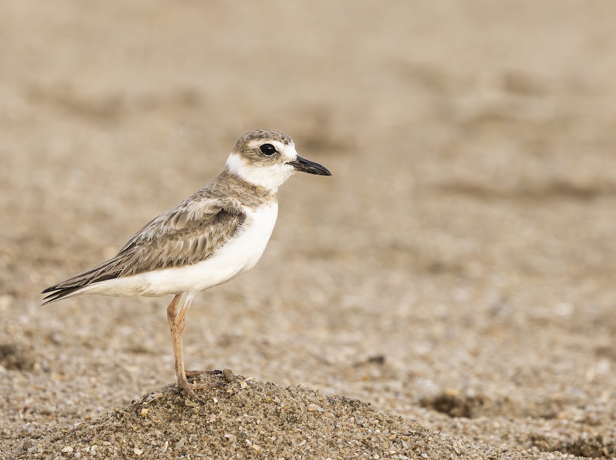 Wilson's Plover - ML623896361