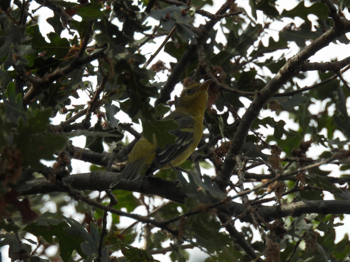 Western Tanager - ML623896362