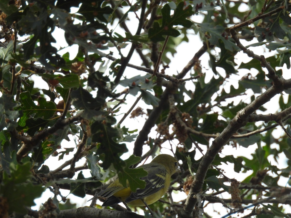 Western Tanager - ML623896363