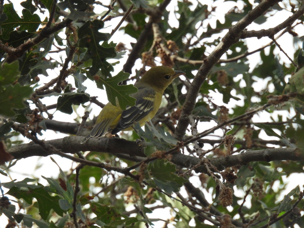 Western Tanager - ML623896364