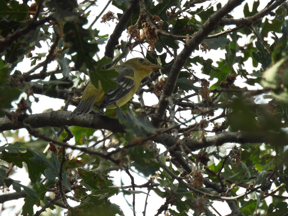 Western Tanager - ML623896365