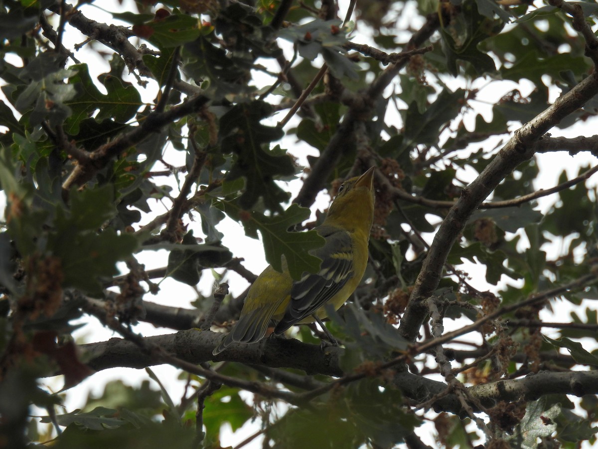 Western Tanager - ML623896366