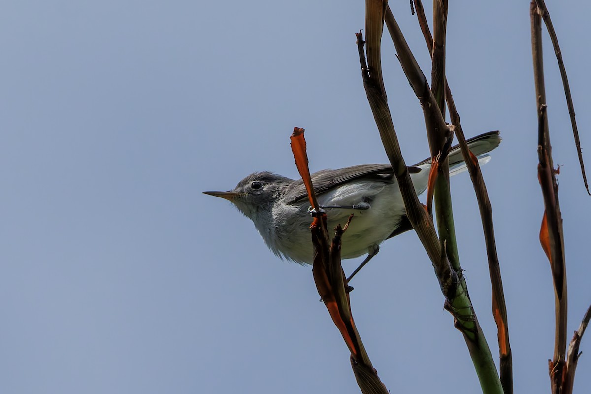 Blue-gray Gnatcatcher - ML623896374