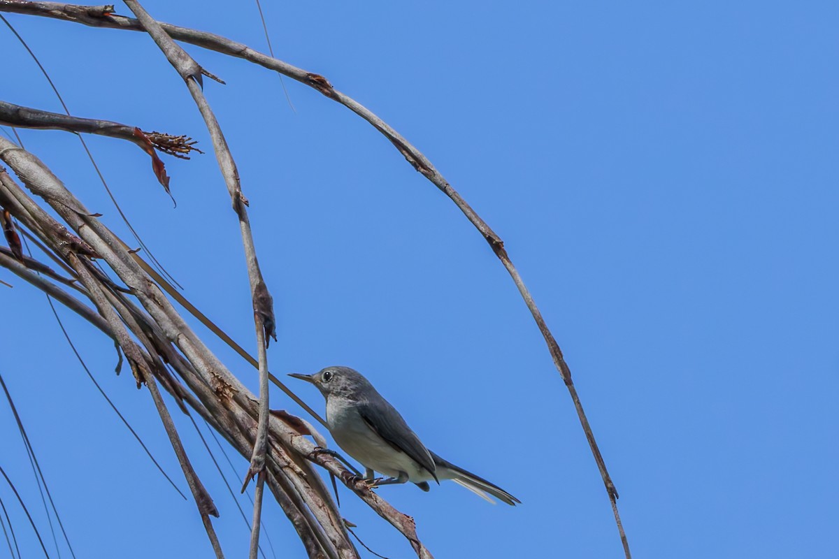 Blue-gray Gnatcatcher - ML623896375