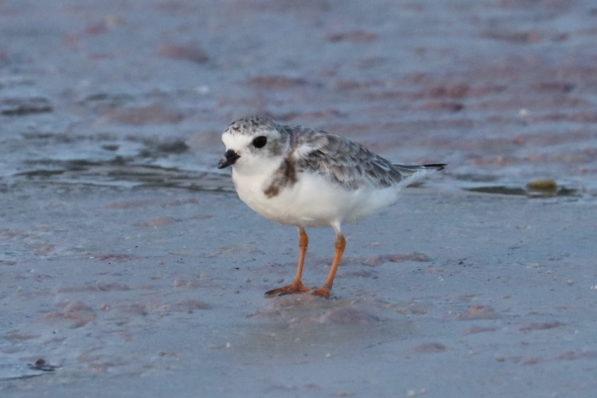 Piping Plover - ML623896376