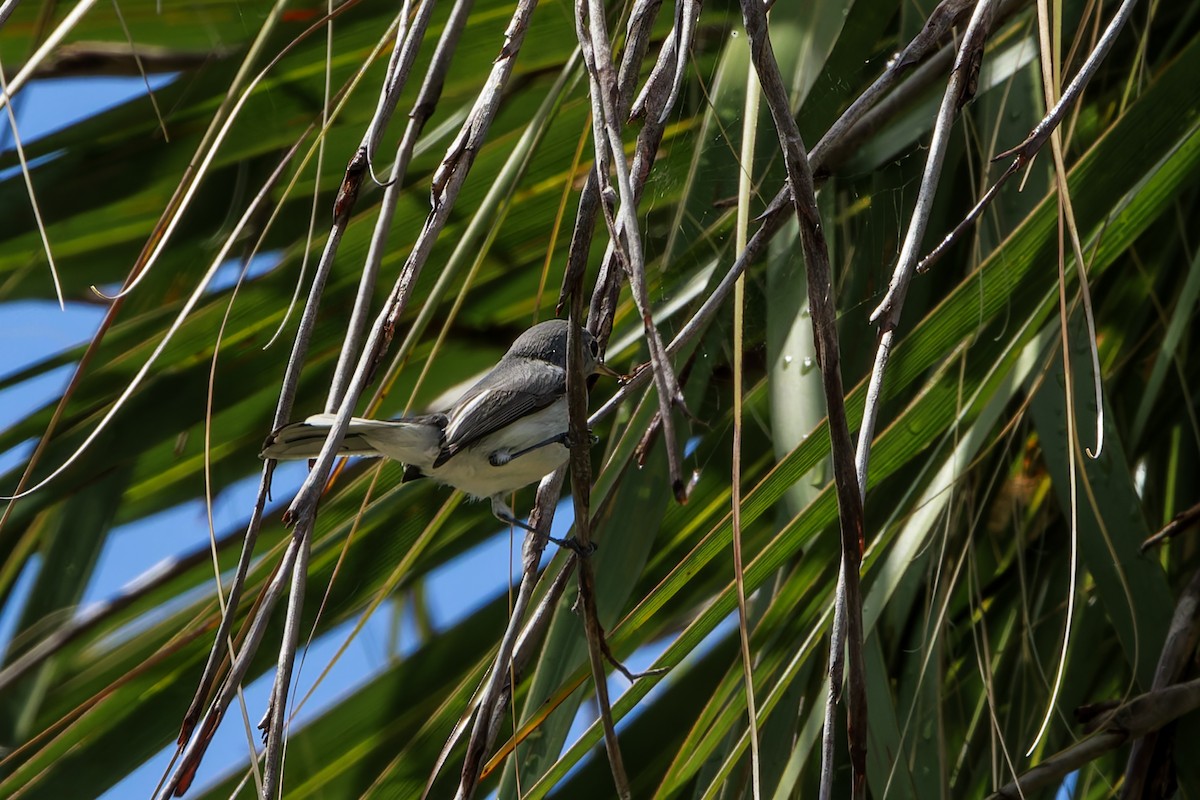 Blue-gray Gnatcatcher - ML623896377